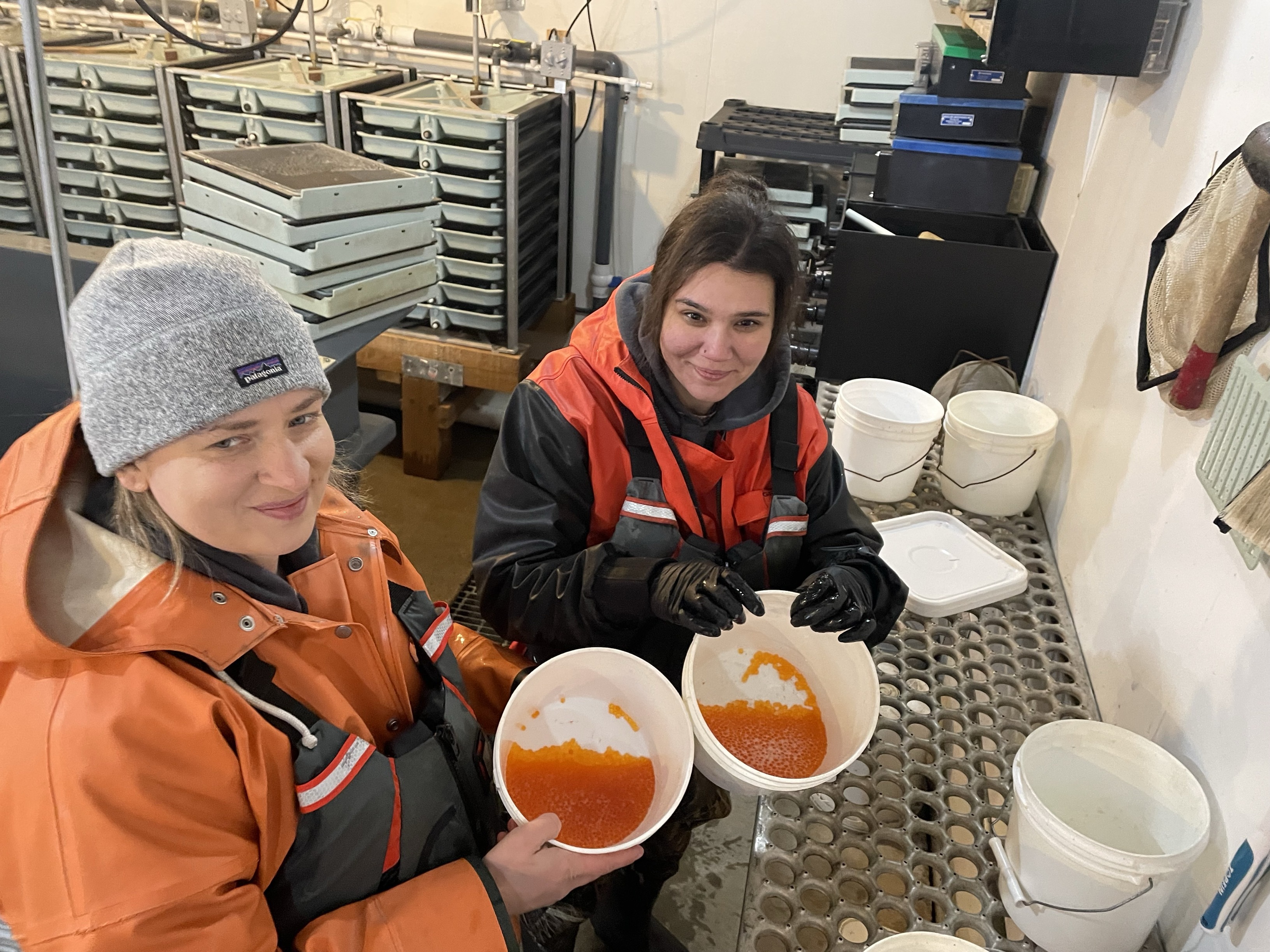 Two staff members hold white buckets with orange fish eggs.